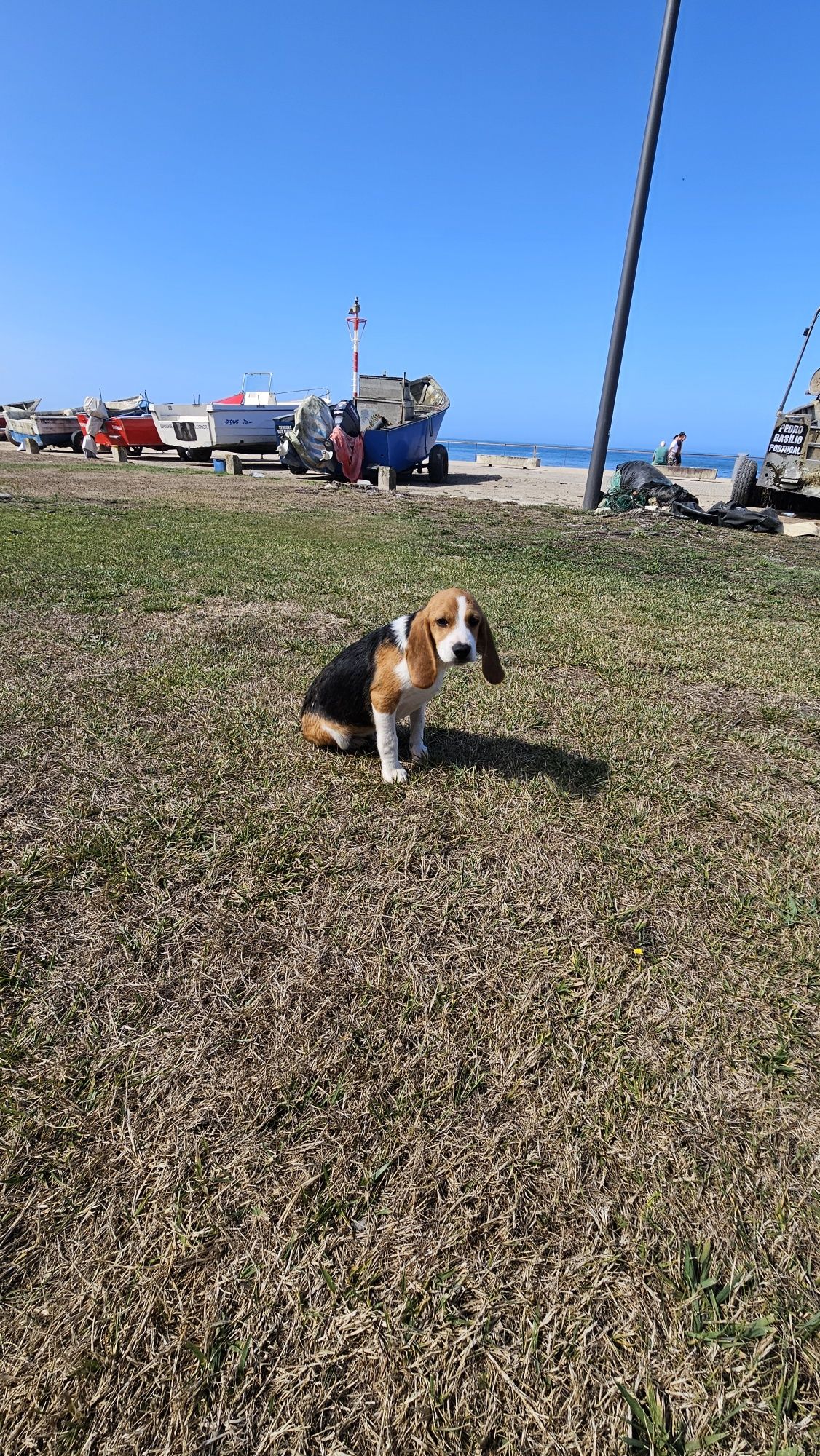 Beagle tricolo macho