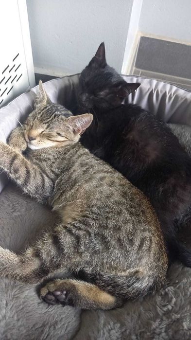 Do adopcji śliczny kocurek