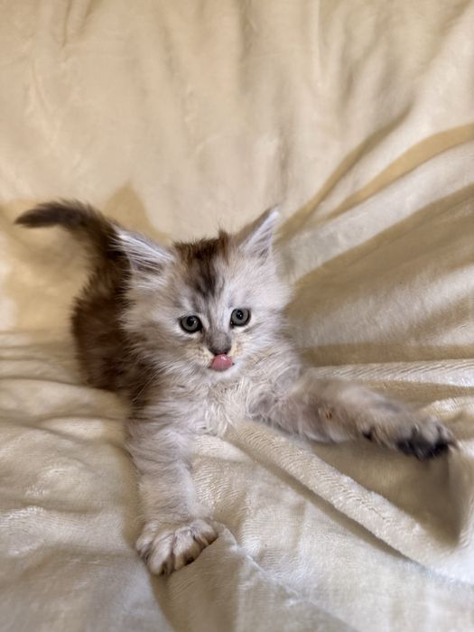 Kotka Maine Coon ns 11 shaded