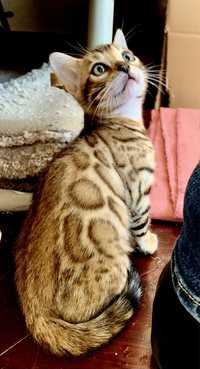 Gatinho Bengal brown spotted