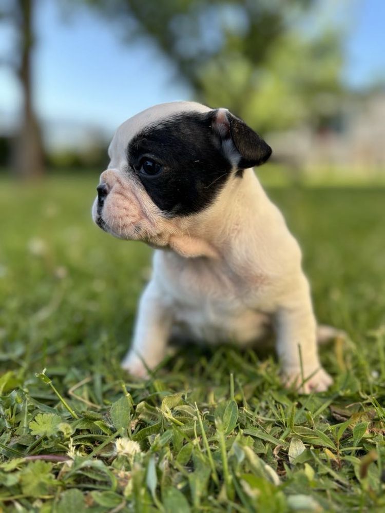 Buldog Francuski ! 4 suczki , 1 piesek