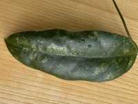 Hoya sp. Bengkulu liść 18 cm
