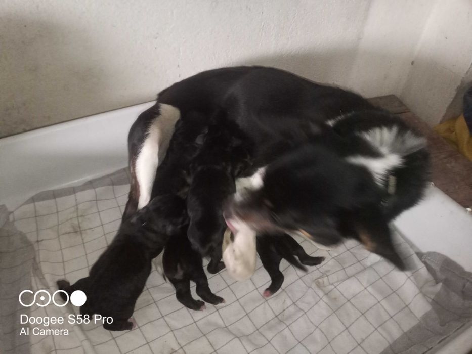 Oddam pieski pieska szczeniaki szczeniaka