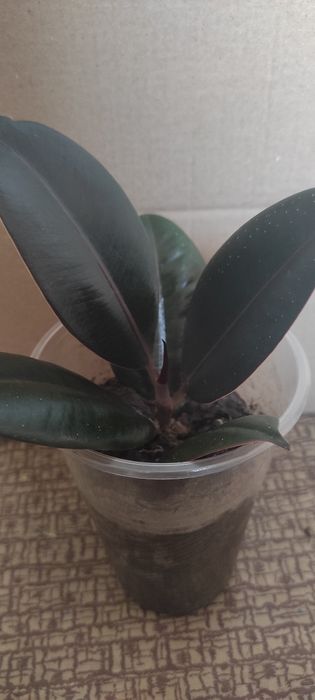 Сукуленти, Akiko, гіпеаструм білий, фікус, кімнатні рослини, гіпеастру