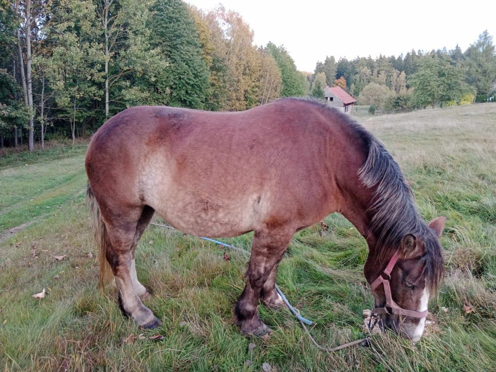 Sprzedam klacz zimnokrwistą