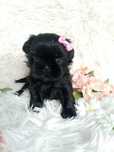 Śliczna czarna suczka rasy Shih-Tzu