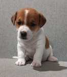 Jack Russell Terrier- suczka rodowód ZKwP
