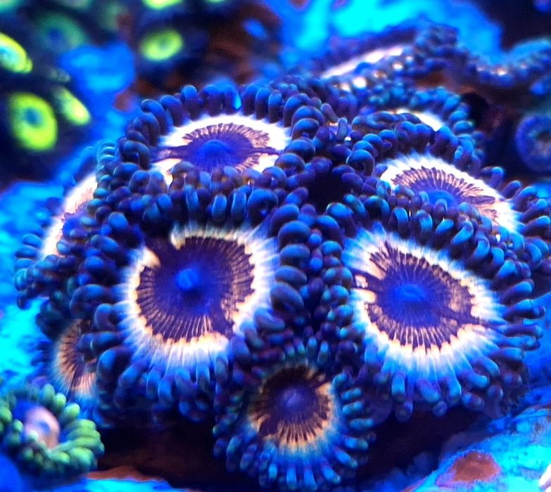 Zoanthus premium, koralowce morskie miekkie