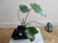 Monstera Deliciosa  - roślina do domu