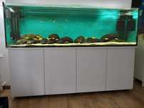 Akwarium 720l szafka, Fluval fx6, pyszczaki Malawi, akcesoria, zestaw.