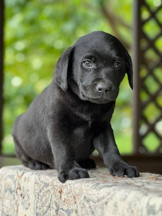 Продам лабрадорів