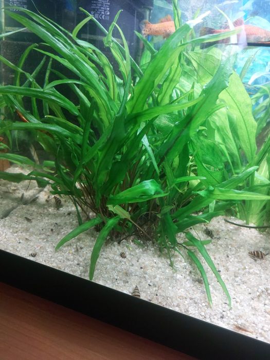 Kryptokoryna zwarta sadzonki