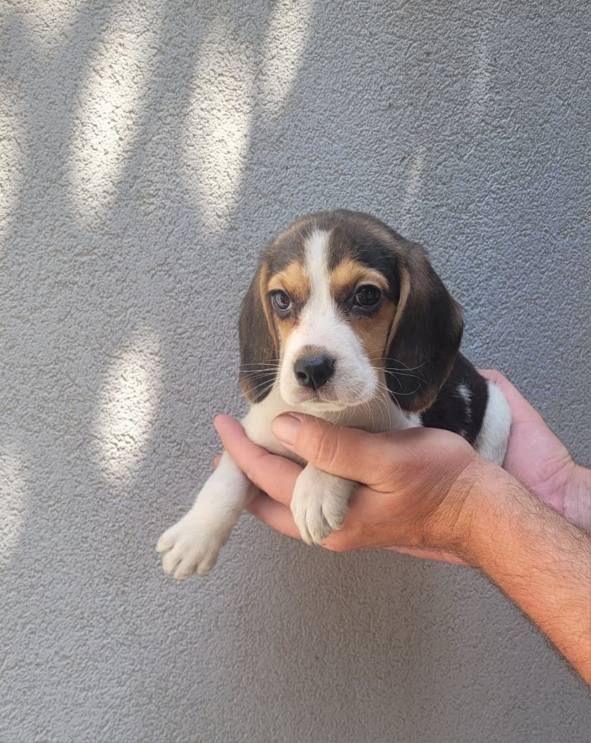 Beagle tricolor femea