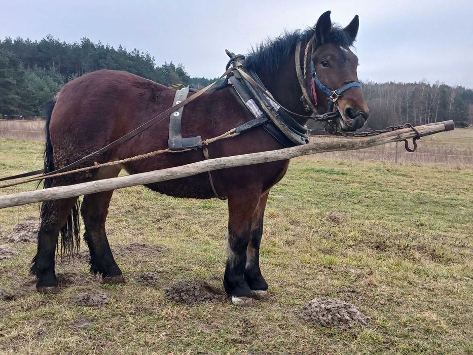 Źrebica rasy Polski Koń Zimnokrwisty