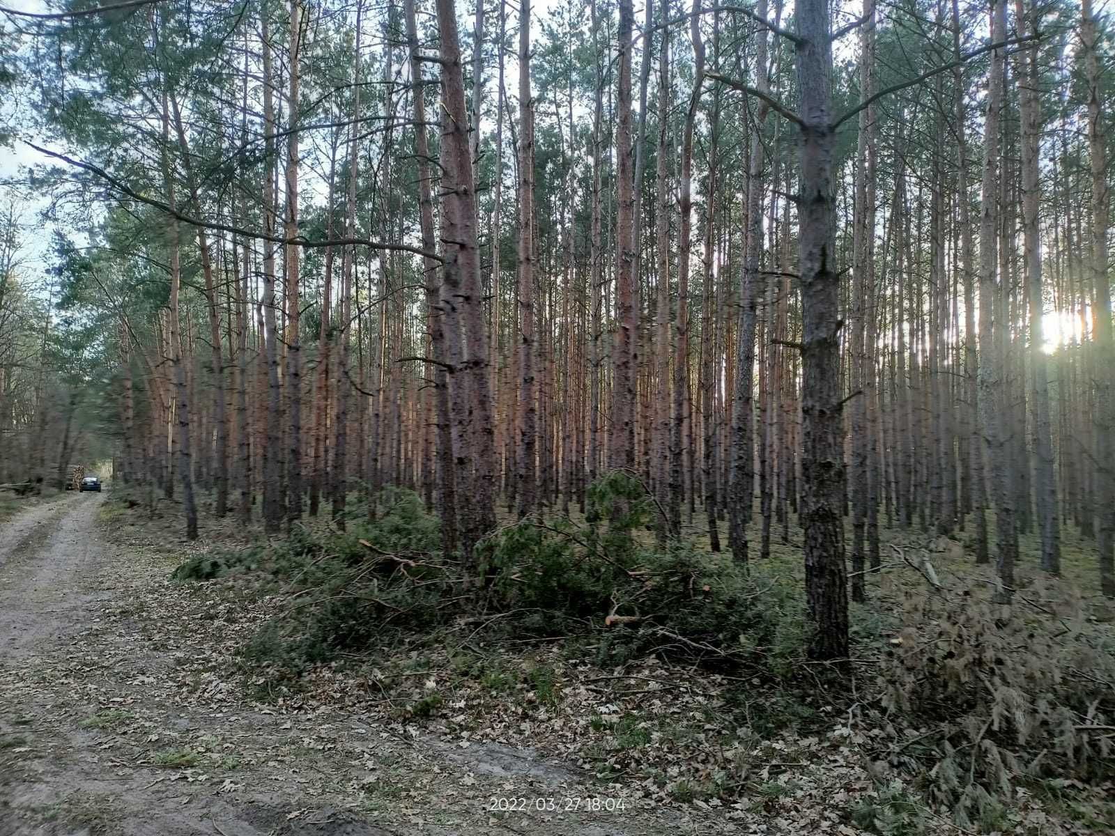 Działka z lasem sosnowym, 2.73 ha, gm. Słubice. Polecam