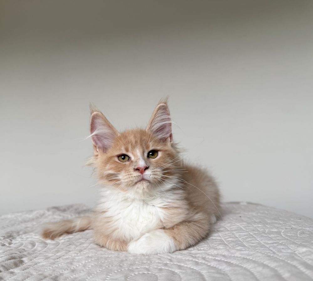 Cudna kremowo biała koteczka Maine Coon