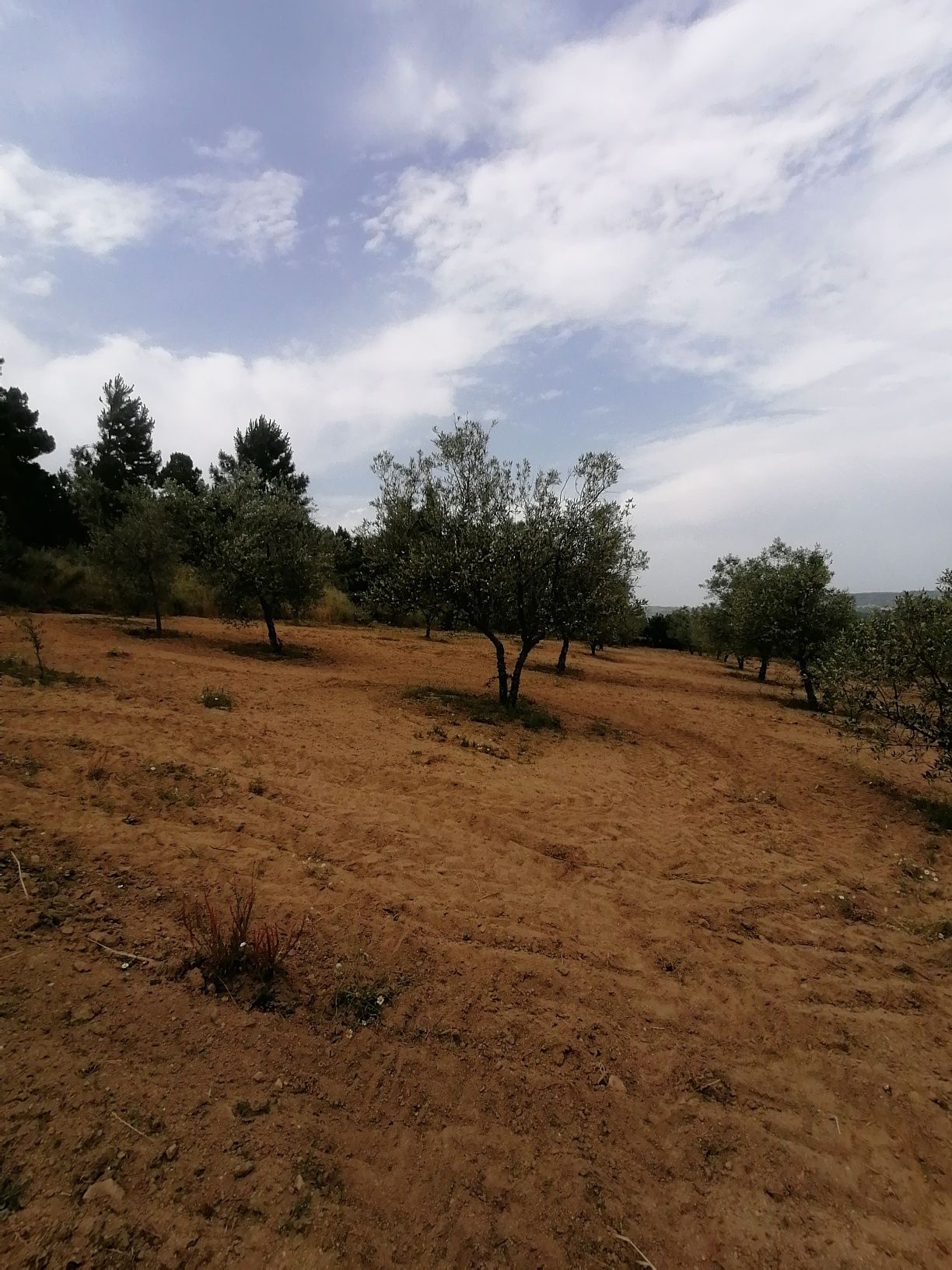 Venda terreno - Quinta