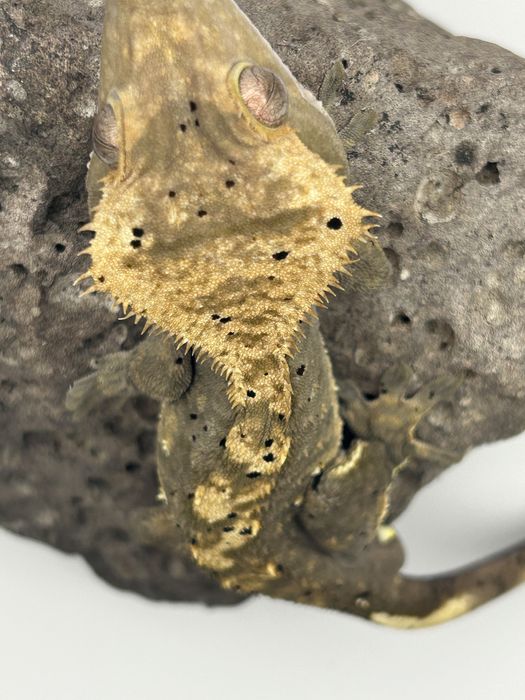 Samice i samce Gekona orzęsionego ( Correlophus  ciliatus )