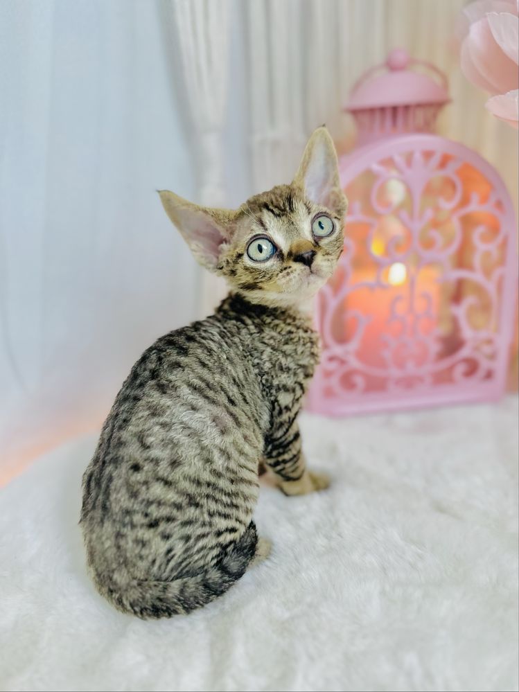 Kocurek Olaf  Wcf Devonrex