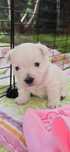 West highland white terrier