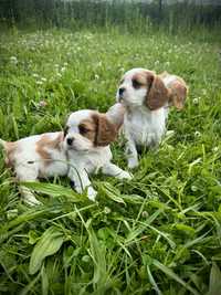 Cavalier king charles spaniel