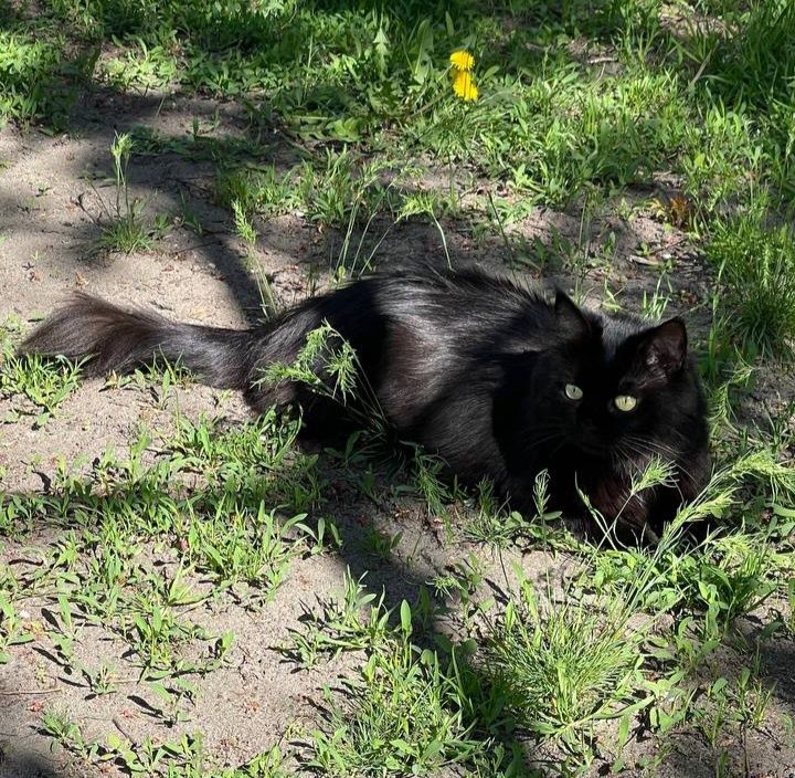 Чёрная пушистая стерилизованная кошка (1 год) ищет дом! в хорошие руки