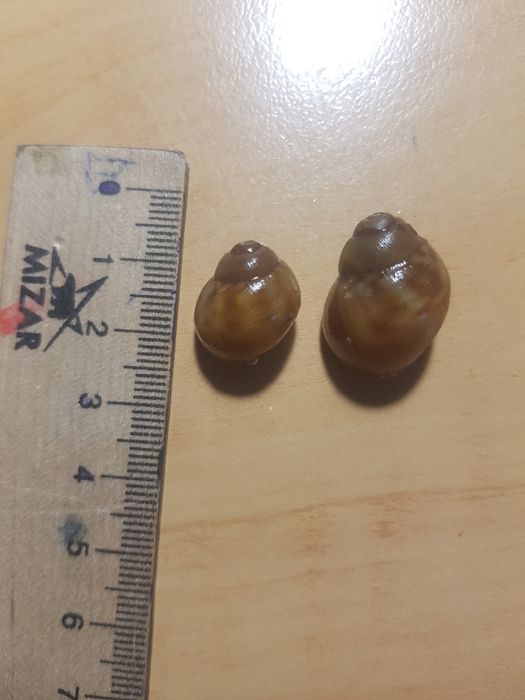 Продам равликів архахатина бенін