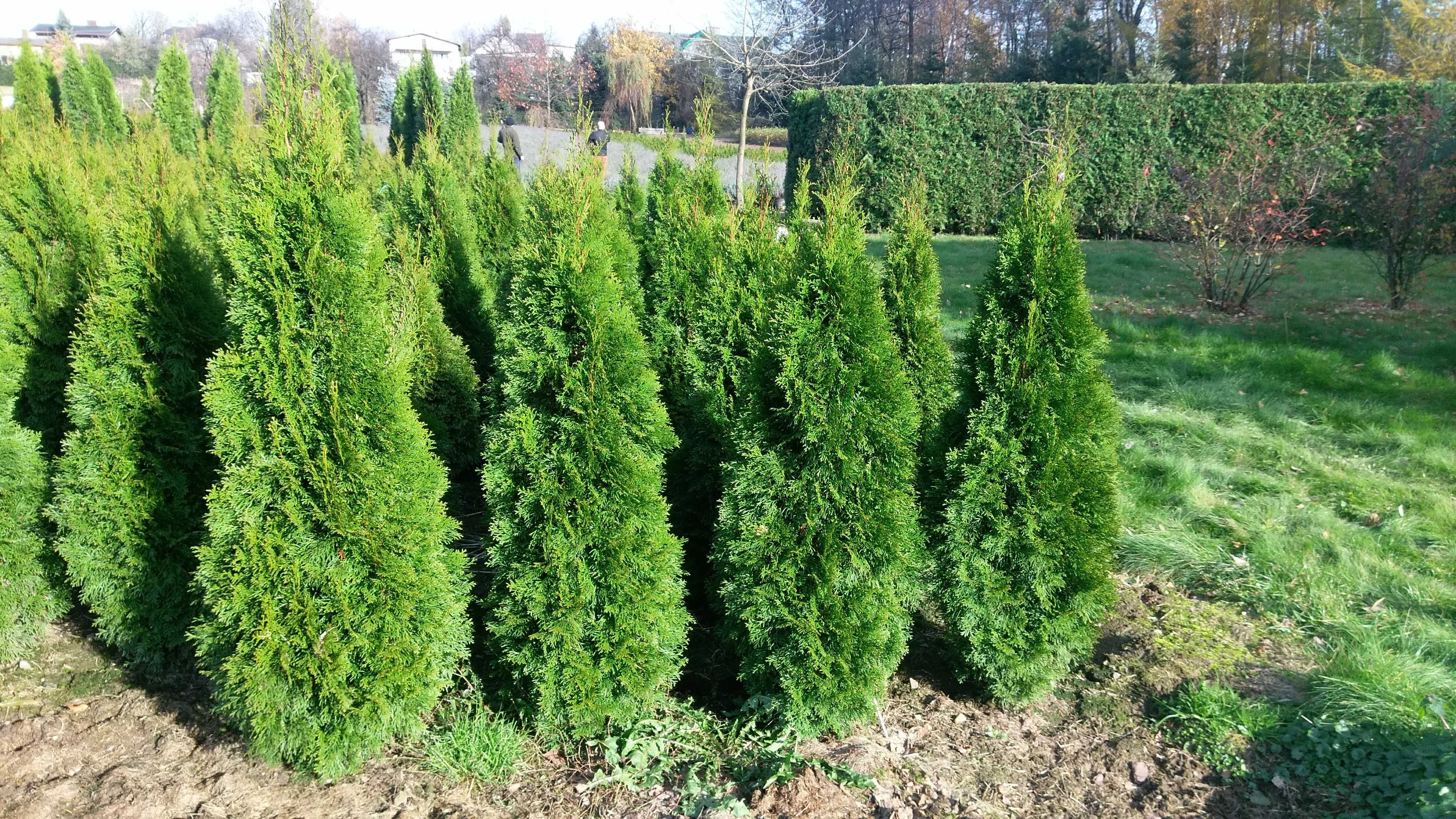 Tuja szmaragd 275-300 cm FV Thuja smaragd Balot Starogard Gdański