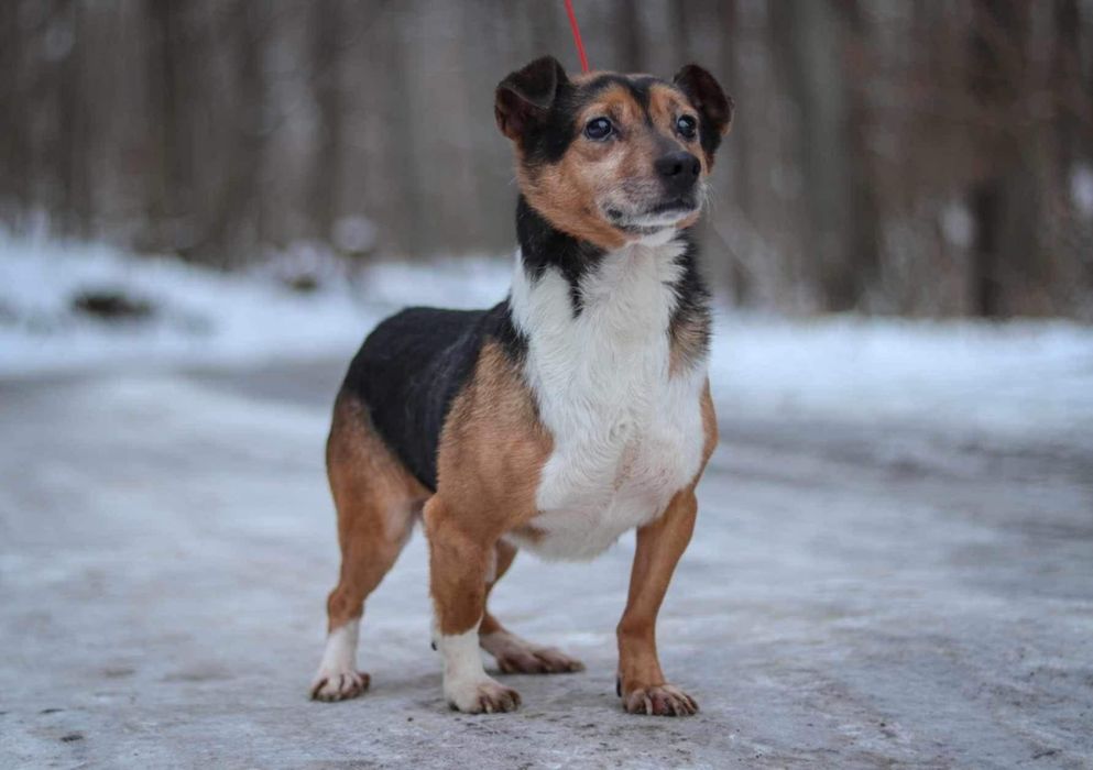 Misiek 11 letni szuka domku