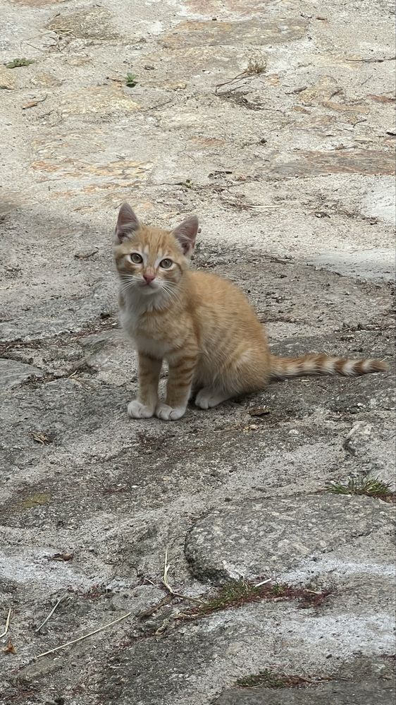 Gata bebe para adoção responsável