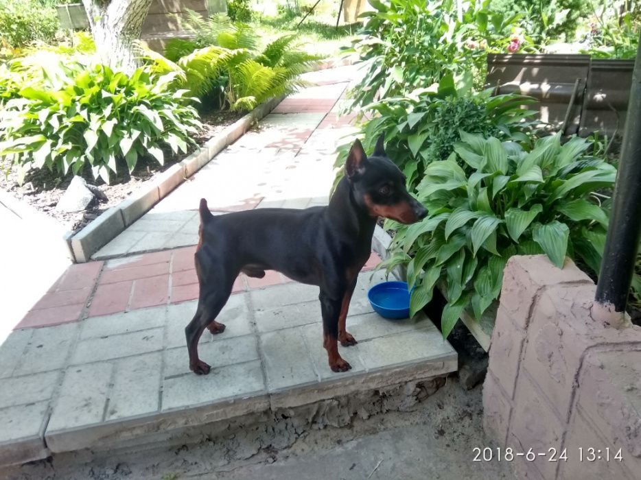 Вязка Цвенгпинчер.