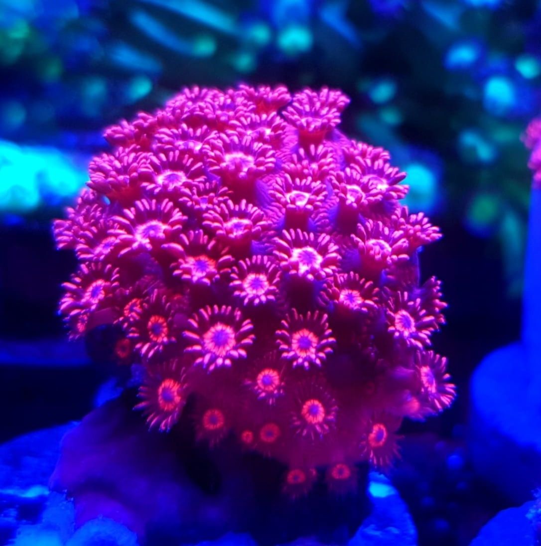 Goniopora ultra Red blue eyes. Koralowiec LPS . Akwarium morskie