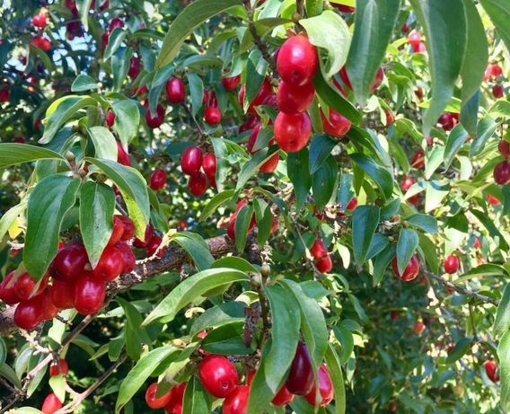 Plantas de Cornus mas ou Cornelian cherry fruit