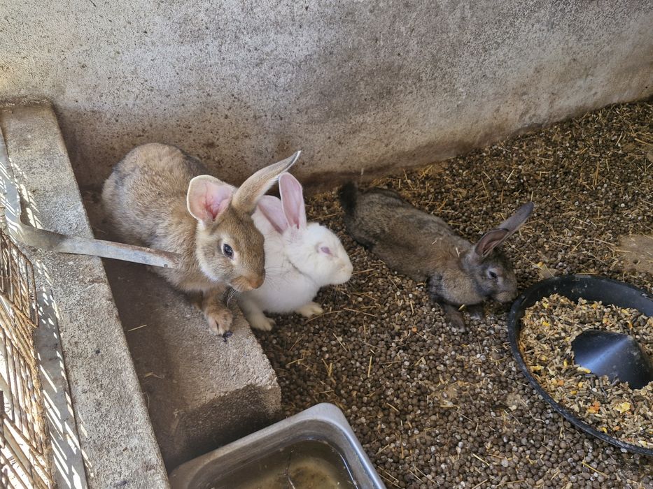 Vendo coelha adulta e mais 2 coelhos