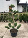 Jałowiec bonsai (juniperus squamata blue alps)