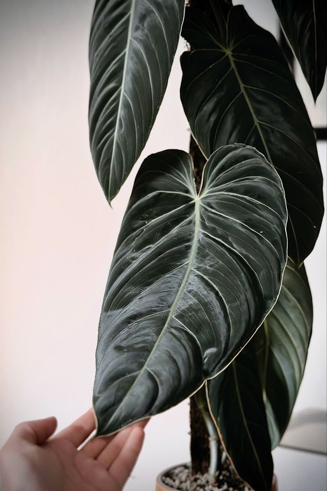 Philodendron melanochrysum BIG LEAVES - Filodendron melano duże liście