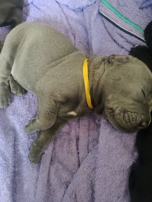 Щенки Кане корсо