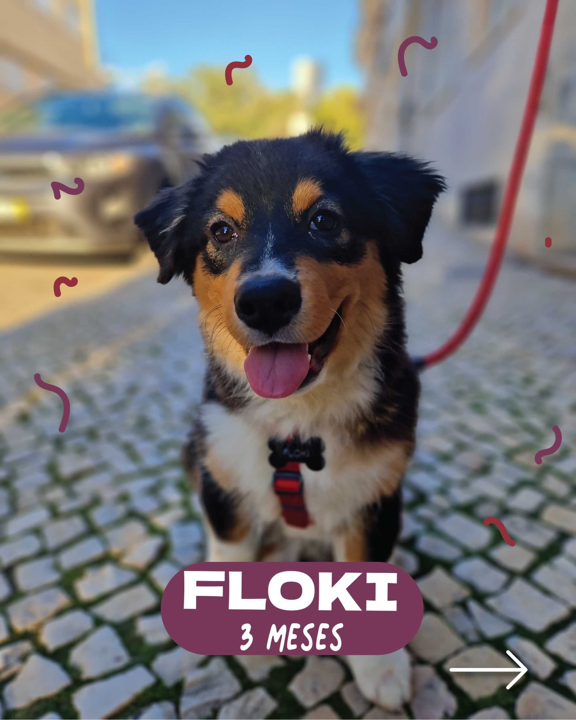Treino de Cachorros com Métodos Positivos – DogWay