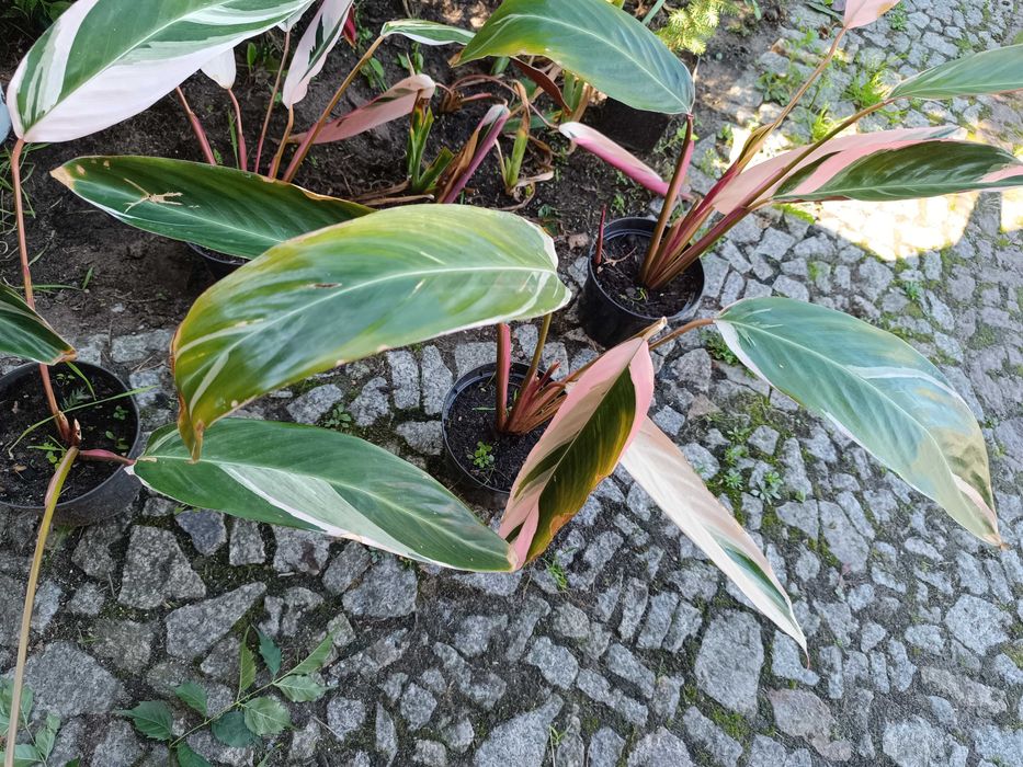 Stromante Stromanthe sanguinea Triostar  biało różowo zielona kolorowa