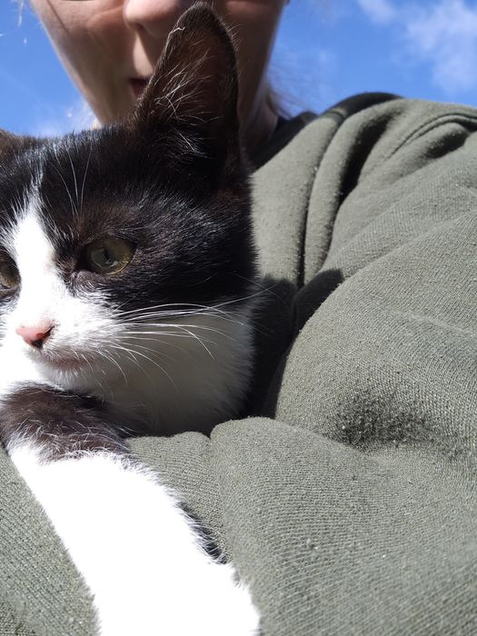 Oddam biało-czarną kotkę