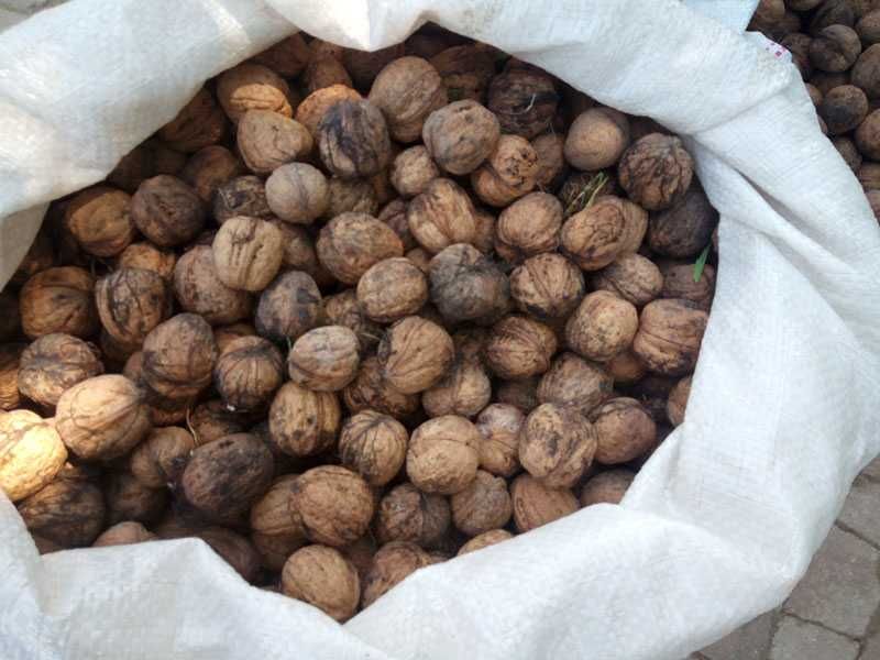 5kg orzechów włoskich tegorocznych zbiór 2025 świeże WYSYŁKA