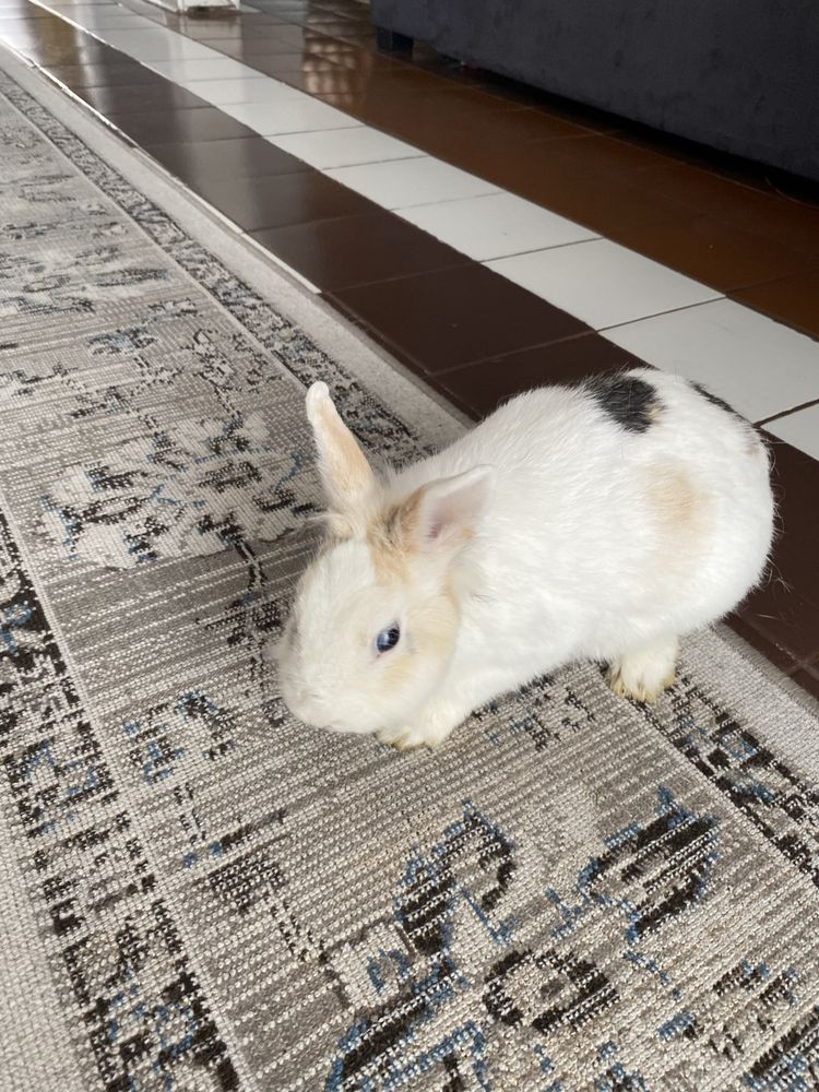 Królik miniaturka | Klatka w cenie!