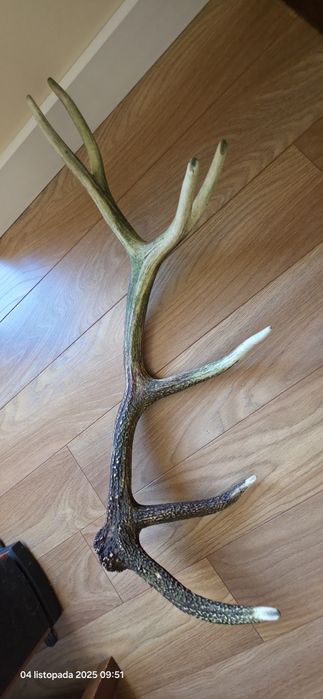 Jedna strona poroża Jelenia