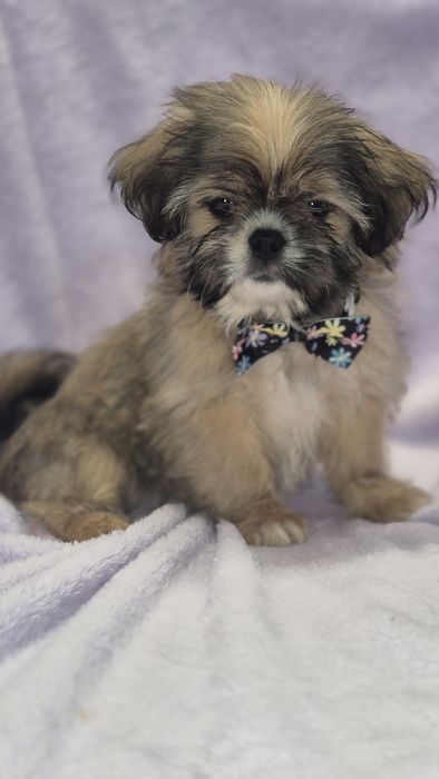 Shih Tzu wesoły piesek gotowy do odbioru