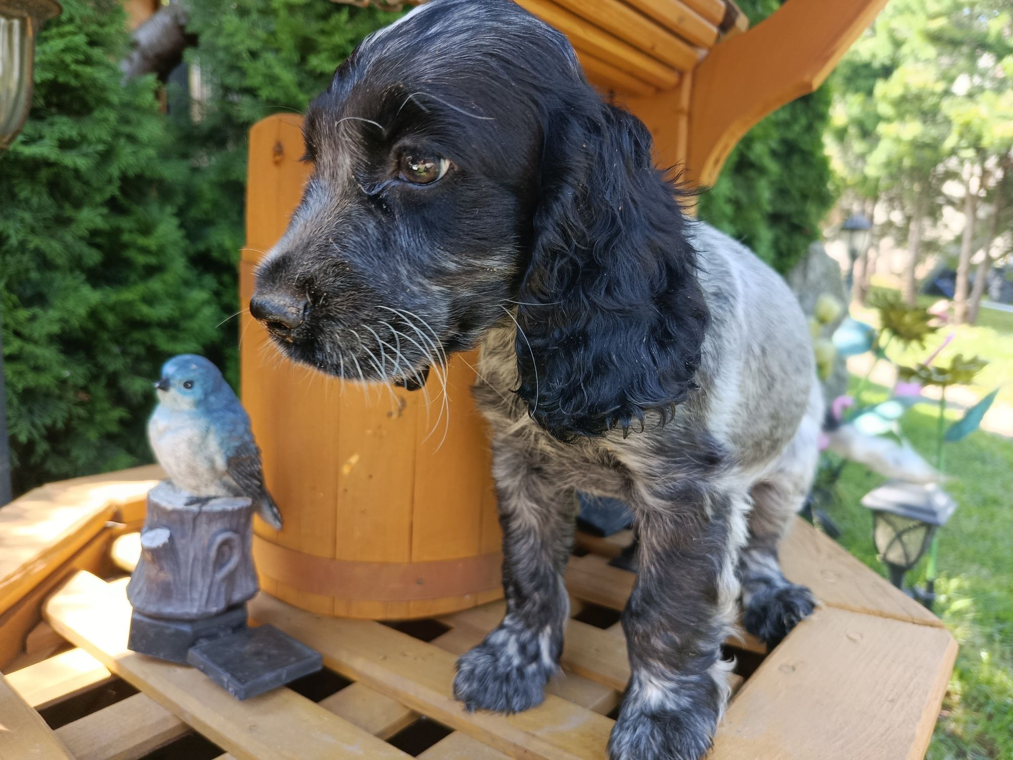 Cocker spaniel angielski Piesek Rodowód