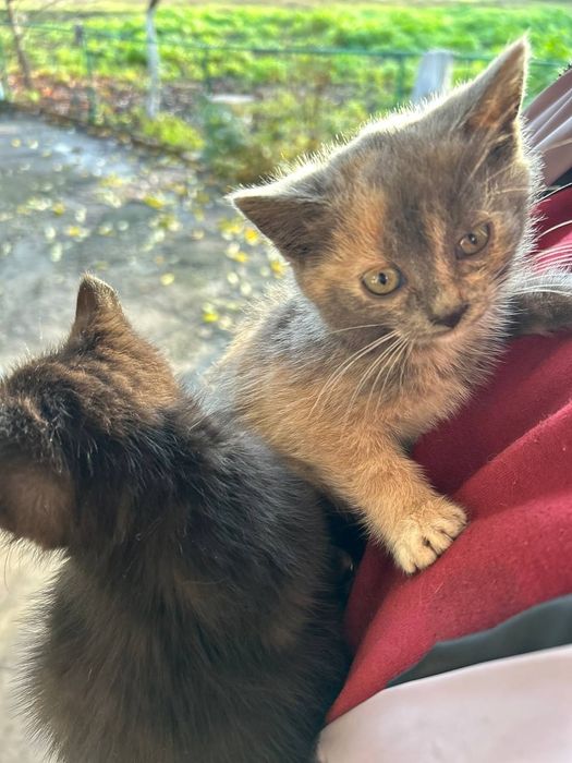 Кошенята у люблячі руки