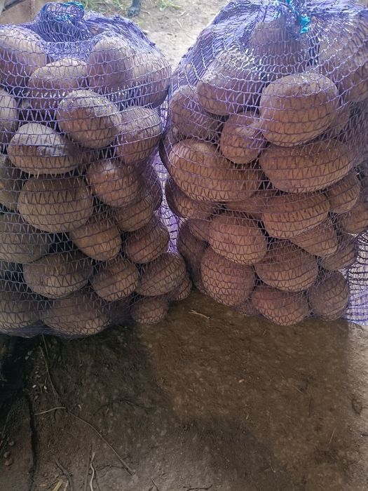 Ziemniaki Bellarosa i Soraya