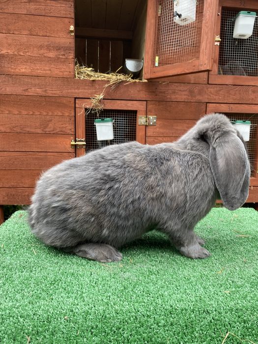 Samica Francuski Baran Niebieski Rodowód