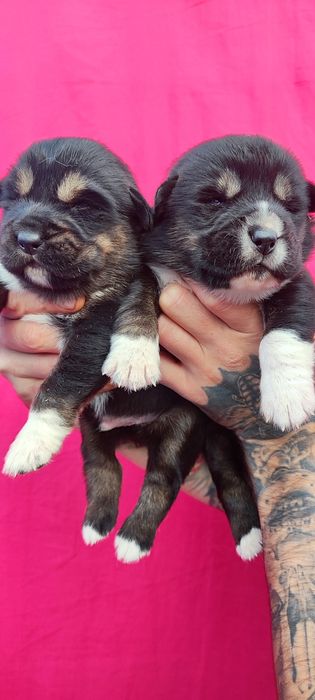 Американська акіта