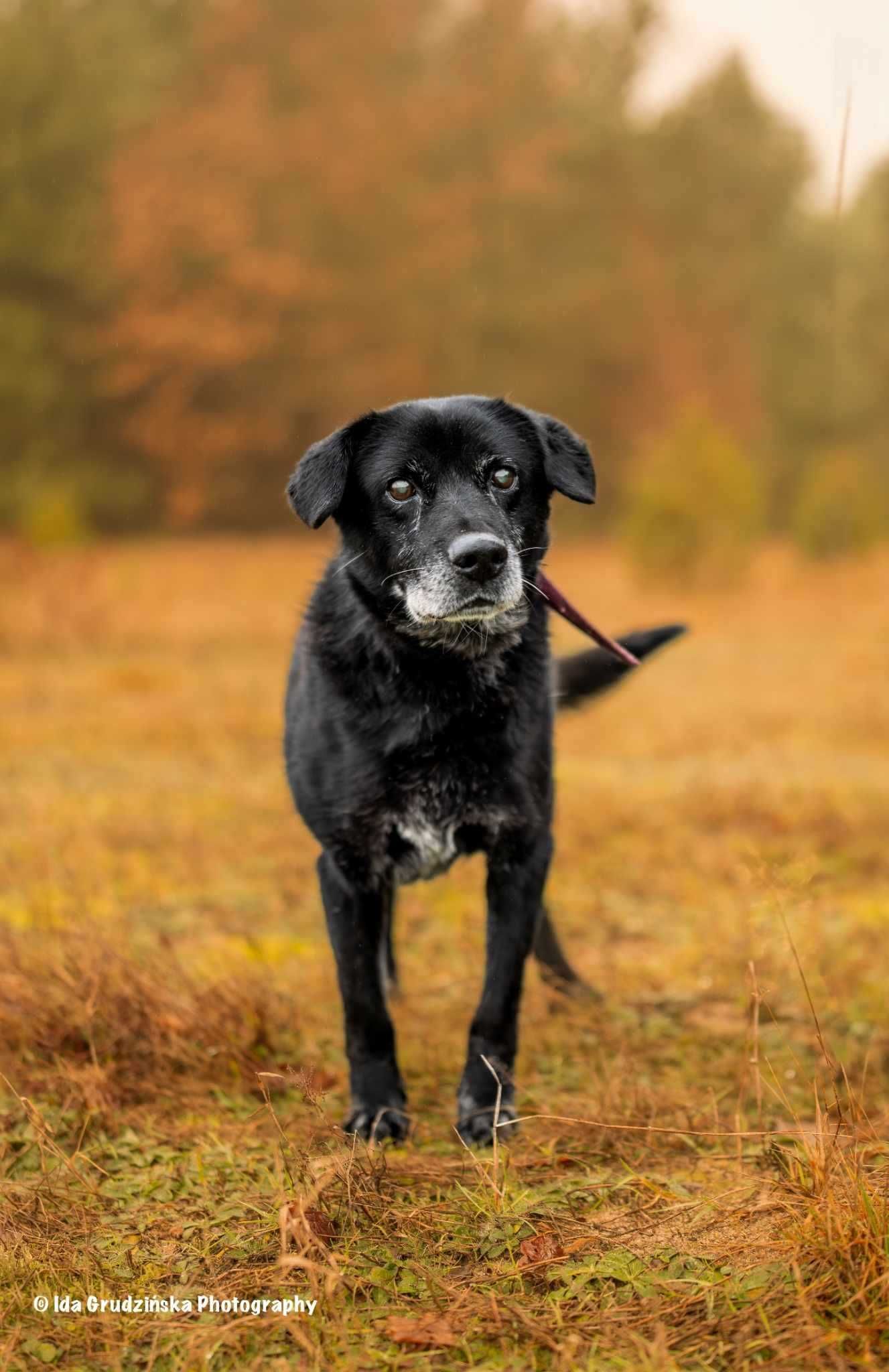 MAGIK dojrzały labrador szuka domu stałego 10letni 16kg czarny